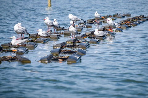 Catch A Crab Tour With Optional Seafood Lunch - Lightning Ridge Tourism 2