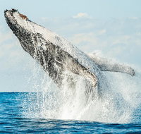Premier Whale Watching Byron Bay - Lightning Ridge Tourism