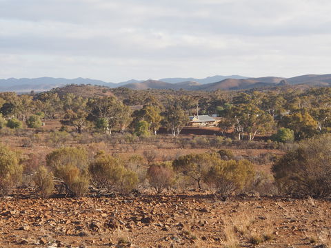 Blinman Belt And Buckle Maker Outback Studio/gallery - Lightning Ridge Tourism 1