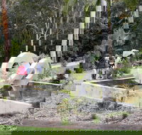 Maroochy Regional Bushland Botanic Garden - Lightning Ridge Tourism