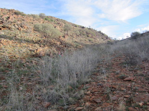 Sundown Nature Trail - Lightning Ridge Tourism 2