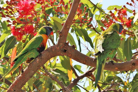 Half Day Manly Beach And More - Lightning Ridge Tourism 10