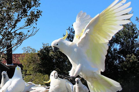 Half Day Manly Beach And More - Lightning Ridge Tourism 1