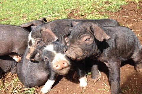 Paddock To Plate Farm Tour And Tasting - Lightning Ridge Tourism 9