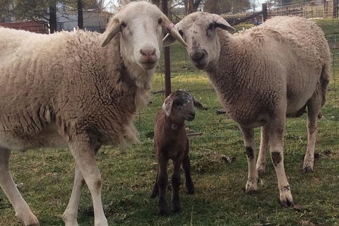 Paddock To Plate Farm Tour And Tasting - Lightning Ridge Tourism 7