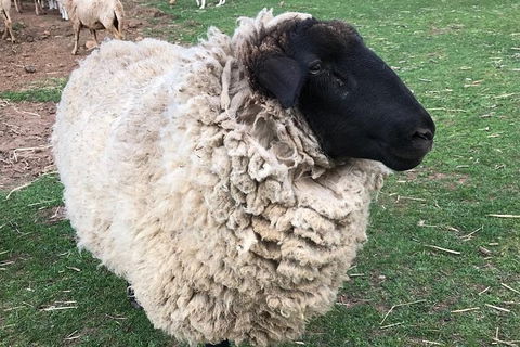 Paddock To Plate Farm Tour And Tasting - Lightning Ridge Tourism 3