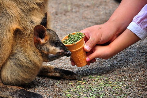 Blue Mountains Highlights & Wildlife Park - Lightning Ridge Tourism 3