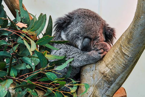Blue Mountains Highlights & Wildlife Park - Lightning Ridge Tourism 1