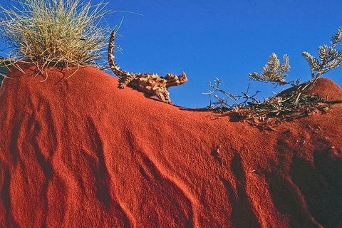 Alice Springs, Uluru Ayers Rock & Kings Canyon 8 Days Touring Package - Lightning Ridge Tourism 4