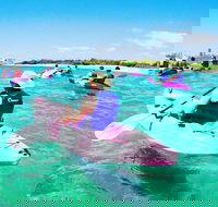 Half Day Dolphin Kayaking and Snorkeling Tour - Lightning Ridge Tourism