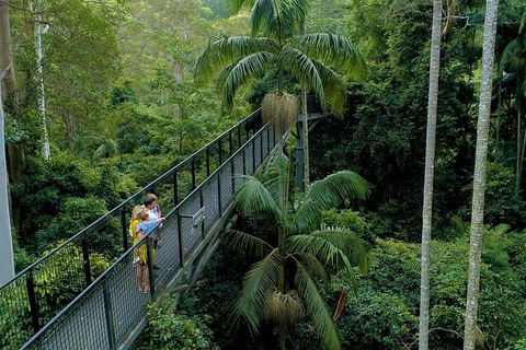 Springbrook And Mt Tamborine Adventure Tour - Bring The Kids!! - Lightning Ridge Tourism 4