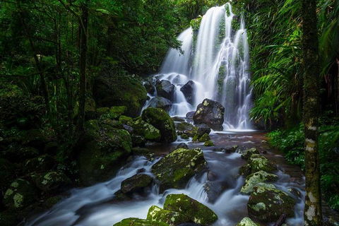 Springbrook And Mt Tamborine Adventure Tour - Bring The Kids!! - Lightning Ridge Tourism 11