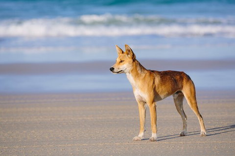 Fraser Island 4WD Tour From Noosa - Lightning Ridge Tourism 2