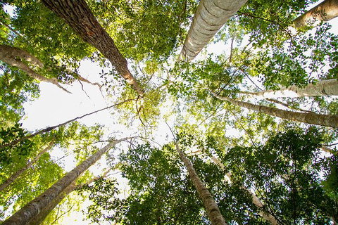 Fraser Island 4WD Tour From Noosa - Lightning Ridge Tourism 5