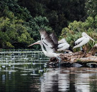 Everglades Eco Safari to Australia's Everglades - Lightning Ridge Tourism