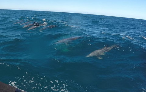Noosa Wild Dolphin Safari - Lightning Ridge Tourism 4