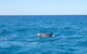 Noosa Wild Dolphin Safari - thumb 0