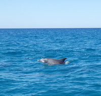 Noosa Wild Dolphin Safari - Lightning Ridge Tourism