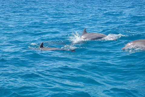Noosa Wild Dolphin Safari - Lightning Ridge Tourism 5