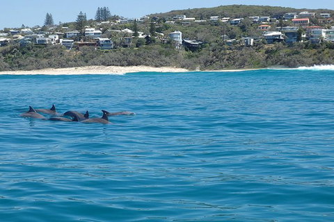 Noosa Wild Dolphin Safari - Lightning Ridge Tourism 1