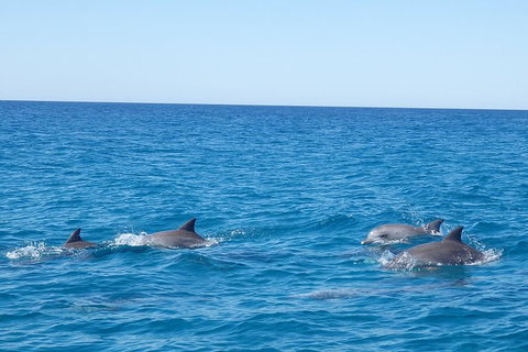 Noosa Wild Dolphin Safari - Lightning Ridge Tourism 3