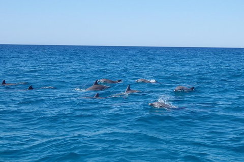 Noosa Wild Dolphin Safari - Lightning Ridge Tourism 6