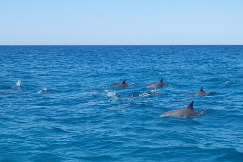 Noosa Wild Dolphin Safari - Lightning Ridge Tourism 7