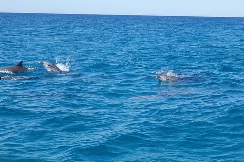 Noosa Wild Dolphin Safari - Lightning Ridge Tourism 2