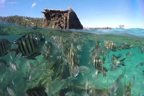 Eco Marine Safari - Boom Netting & Snorkeling Moreton Island - Roma St Transfers - Lightning Ridge Tourism 10