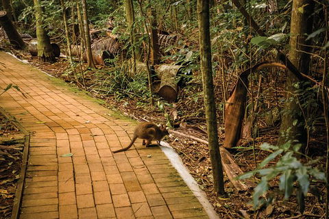 Full Day Sunshine Coast Hinterland Luxury Small Group Tour From Brisbane - Lightning Ridge Tourism 2
