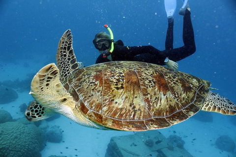 Full Day Snorkel In The Great Barrier Reef - Lightning Ridge Tourism 4