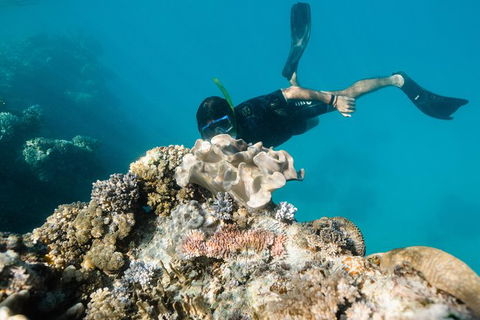 Full Day Snorkel In The Great Barrier Reef - Lightning Ridge Tourism 5