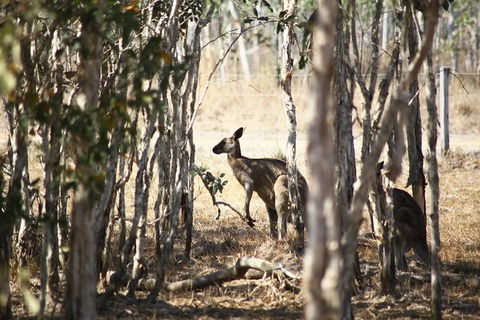 Tropical Beach Adventure - Private 4X4 Day Tour With Pickup - Lightning Ridge Tourism 6