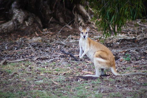 Tropical Beach Adventure - Private 4X4 Day Tour With Pickup - Lightning Ridge Tourism 4