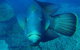 Great Barrier Reef Luxury Expedition Cruise Cabin Booking 7 Days 6 Night - thumb 3