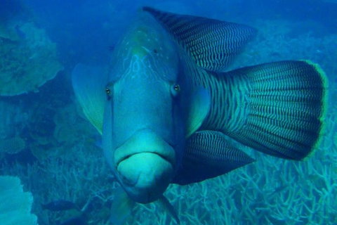Great Barrier Reef Luxury Expedition Cruise Cabin Booking 7 Days 6 Night - Lightning Ridge Tourism 3