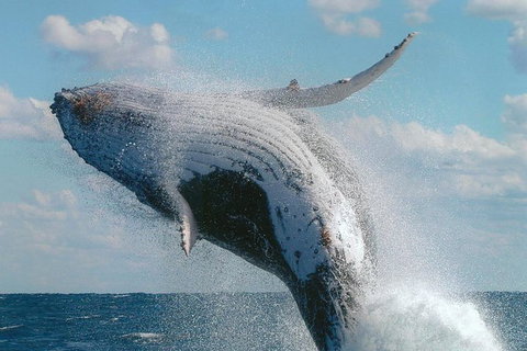 Great Barrier Reef Luxury Expedition Cruise Cabin Booking 7 Days 6 Night - Lightning Ridge Tourism 7