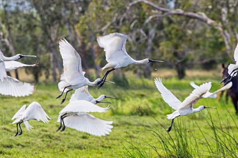 Reef, Wildlife & Rainforest - Reef & Beyond Guided Holidays - Lightning Ridge Tourism 1