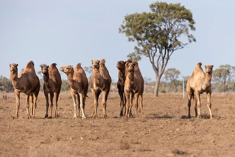 Nogo Station Experience - Lightning Ridge Tourism 3