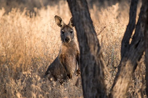 Nogo Station Experience - Lightning Ridge Tourism 6