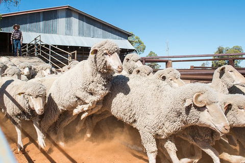 Nogo Station Experience - Lightning Ridge Tourism 2
