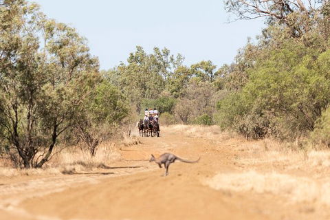 Cobb And Co Stagecoach Experience - Lightning Ridge Tourism 5