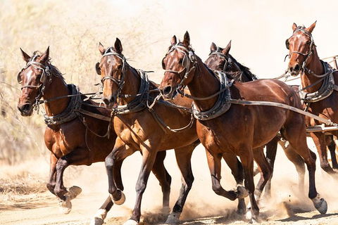 Cobb And Co Stagecoach Experience - Lightning Ridge Tourism 2