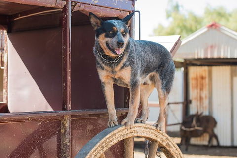 Cobb And Co Stagecoach Experience - Lightning Ridge Tourism 3