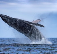 Whale Watching - Lightning Ridge Tourism
