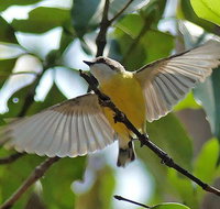 Birdwatching and Wildlife Noosa Biosphere Full-Day Experience - Lightning Ridge Tourism