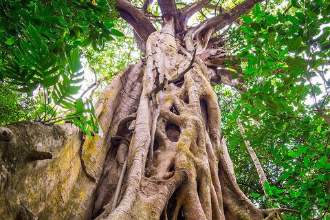 Mossman Gorge Adventure Day - Lightning Ridge Tourism 5