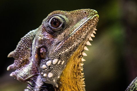 Cairns Aquarium By Twilight With 3 Course Dinner - Lightning Ridge Tourism 5
