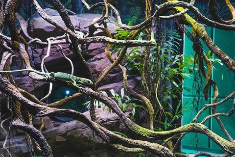 Cairns Aquarium By Twilight With 3 Course Dinner - Lightning Ridge Tourism 8