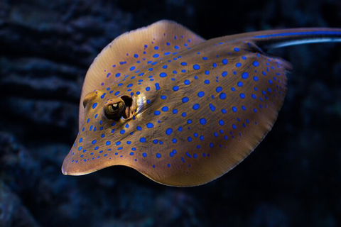 Cairns Aquarium Tour By Twilight With Drink And Appetiser - Lightning Ridge Tourism 5